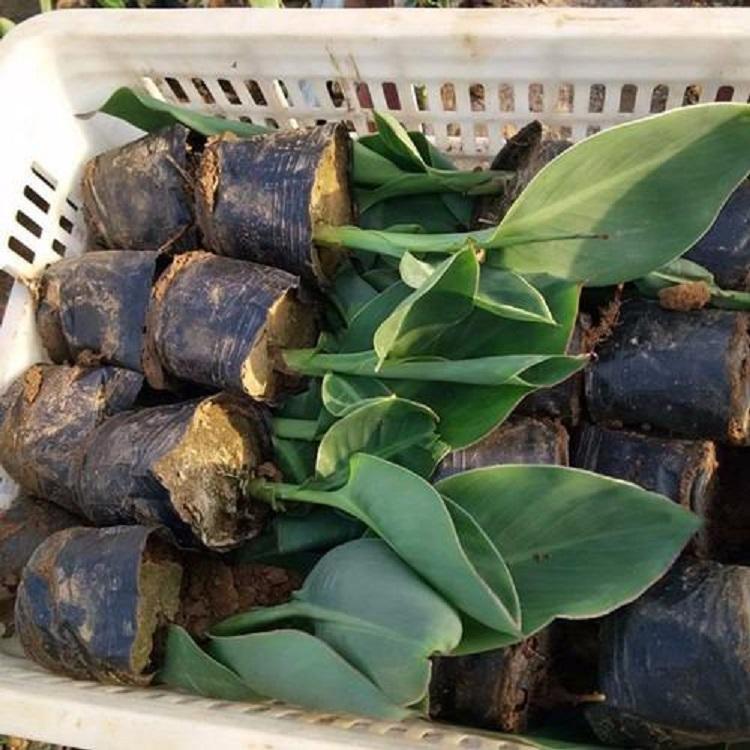 种植美人蕉批发基地 水生美人蕉专用 庭院 别墅 公园 园林工程