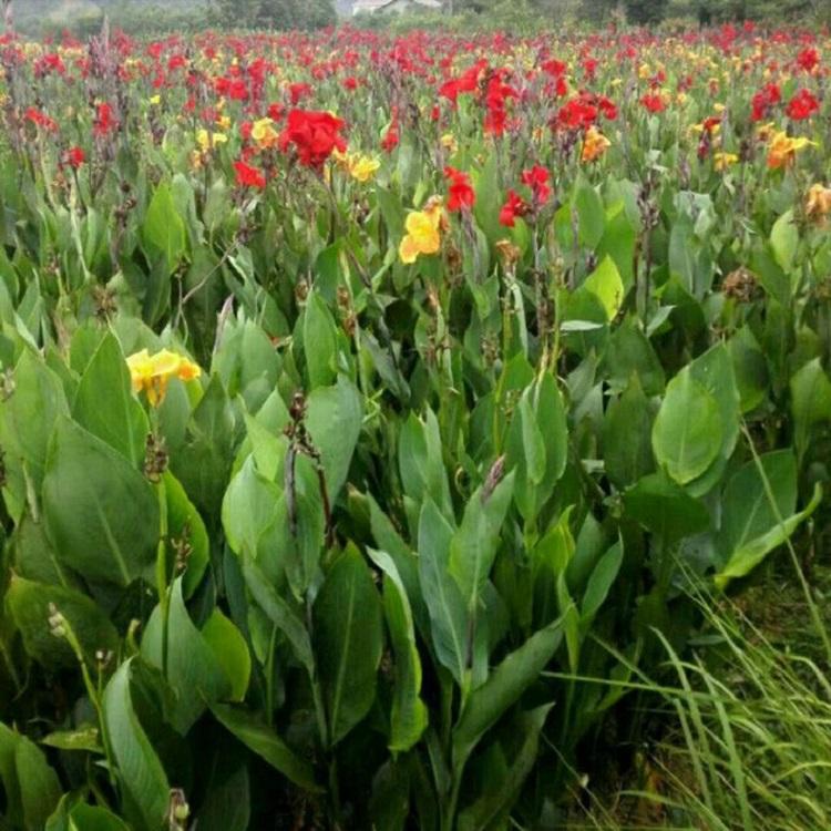 苗圃种植各种美人蕉批发基地小苗 水生美人蕉专用 庭院 别墅 公园 园林工程