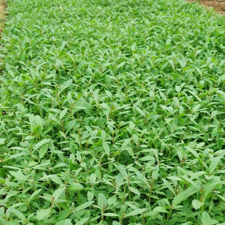 马鞭草花海 马鞭草大量供应 马鞭草报价 山东马鞭草种植