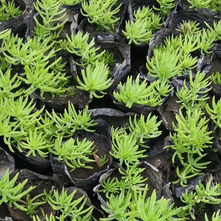 佛甲草批发基地大量佛甲草直销