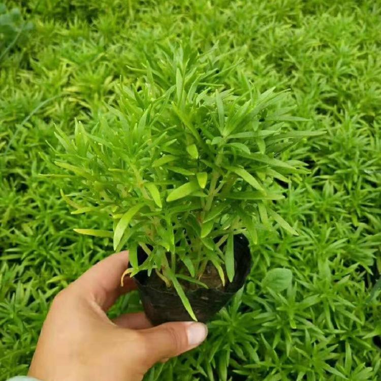 佛甲草批发基地大量佛甲草直销种植黄金条 专用楼顶 天台.广场