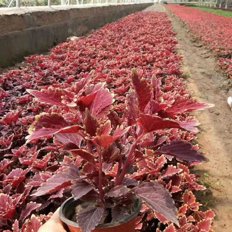 批发彩叶草 花坛盆栽绿化工程 出售观赏花卉绿植彩叶草