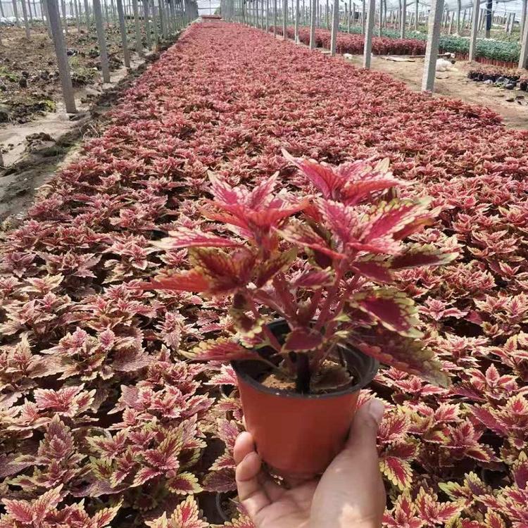 彩叶草穴盘苗  山东草花  金边彩叶草  四季草花基地批发