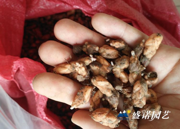 花卉种子批发 五彩石竹种子 大滨菊种子 醉蝶花种子 花凌草种子 观赏向日葵种子