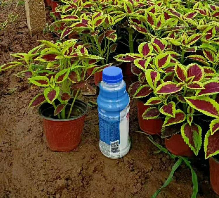 上盆彩叶草 观叶植物红黄彩叶草 四季时令草花基地价格