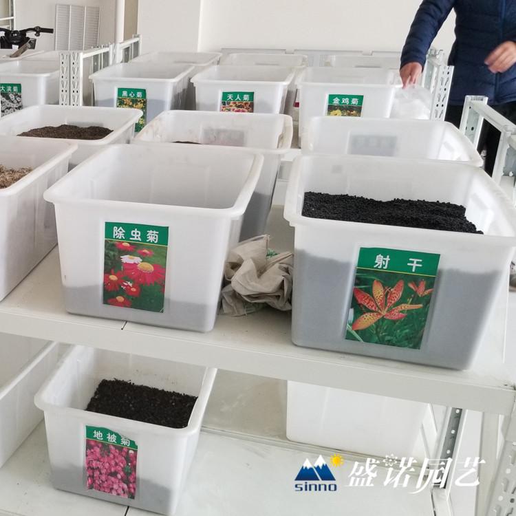 虞美人种子 冰岛虞美人种子 矢车菊种子 硫华菊种子 松果菊 黑心菊种子 草花种子 宿根花卉种子 批发厂家