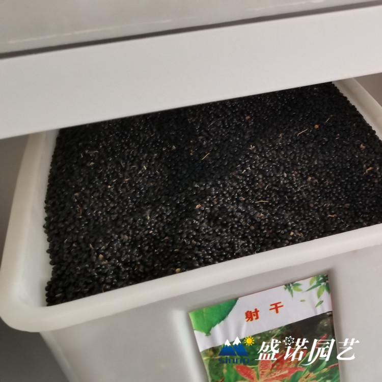西洋宾菊种子  美女樱种子 加拿大美女樱种子 婆婆纳种子 七里黄种子 草花种子 宿根花卉种子 批发厂家