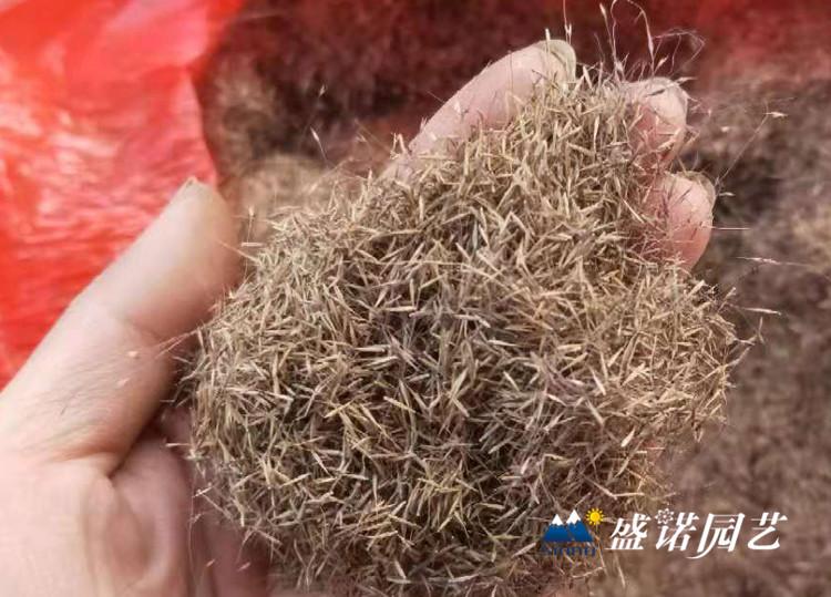 勿忘草种子 小丽花种子 勋章花种子 虞美人种子 月见草种子 草花宿根花卉种子 批发厂家