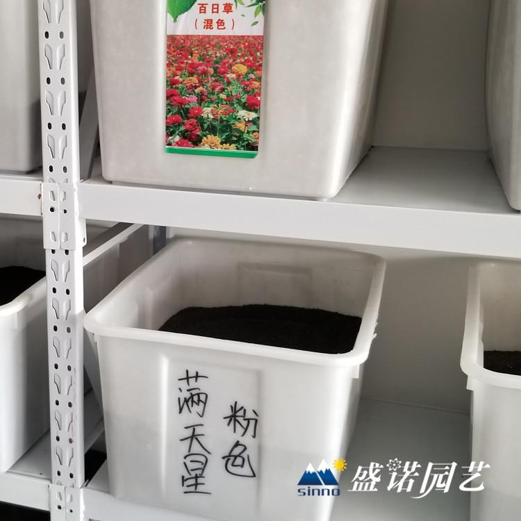 速生油菜花种子 蒲公英种子 蜀葵种子 黑麦草种子 高羊茅种子 美国薄荷种子 马蔺种子 花卉种子 一二年生花卉种子