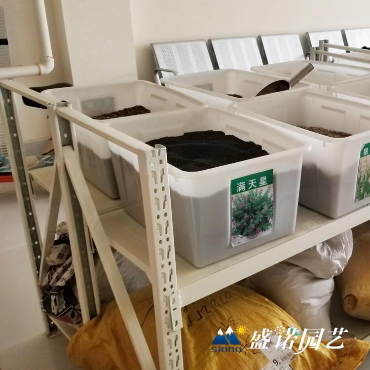 宿根福禄考种子 柳叶马鞭草种子 荷兰菊种子 美丽月见草种子 草花宿根花卉种子 批发厂家