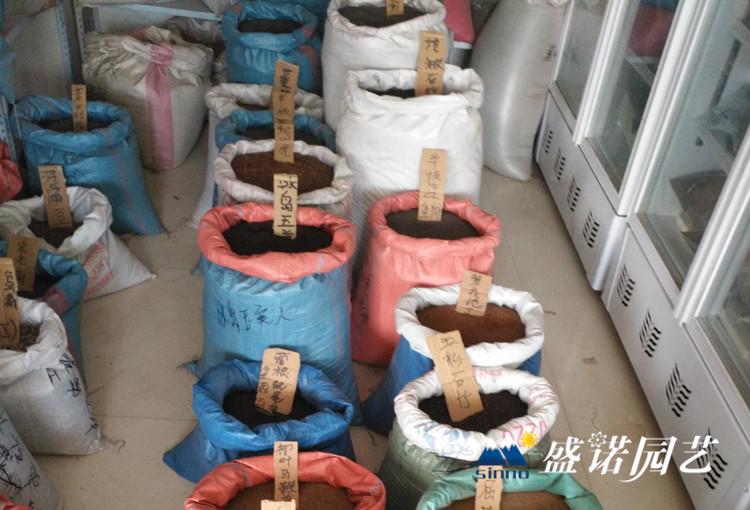 花卉种子 波斯菊种子  直销批发 格桑花种子 宿根多年草花种子 一二年生花卉种子 花海种子 易养易成活