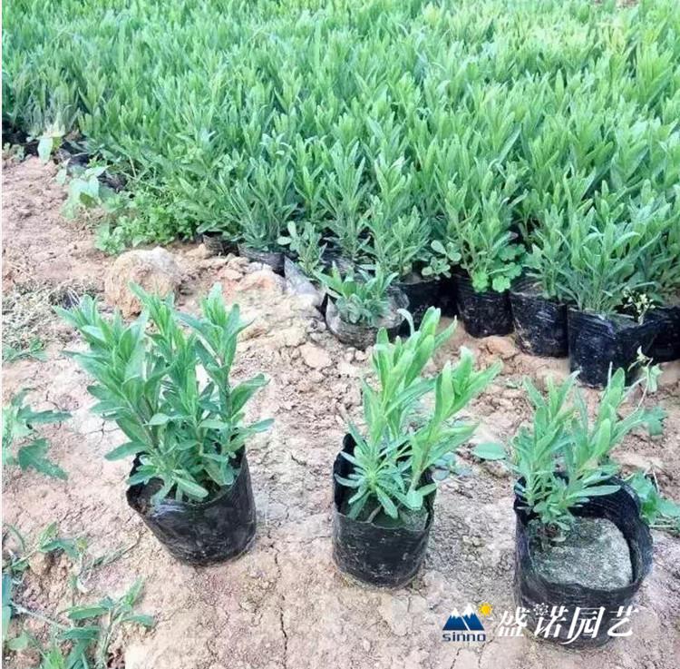 薰衣草种苗 薰衣草种子 薰衣草价格 薰衣草基地 薰衣草批发 薰衣草小苗  新疆薰衣草苗