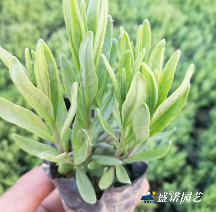 购买薰衣草苗 薰衣草种苗 薰衣草苗 薰衣草苗价格 薰衣草花苗 羽叶薰衣草苗 基地批发