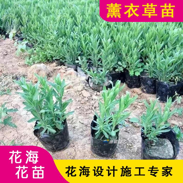 薰衣草种苗 薰衣草苗 薰衣草苗基地批发 薰衣草苗批发 狭叶薰衣草苗 种苗 育苗