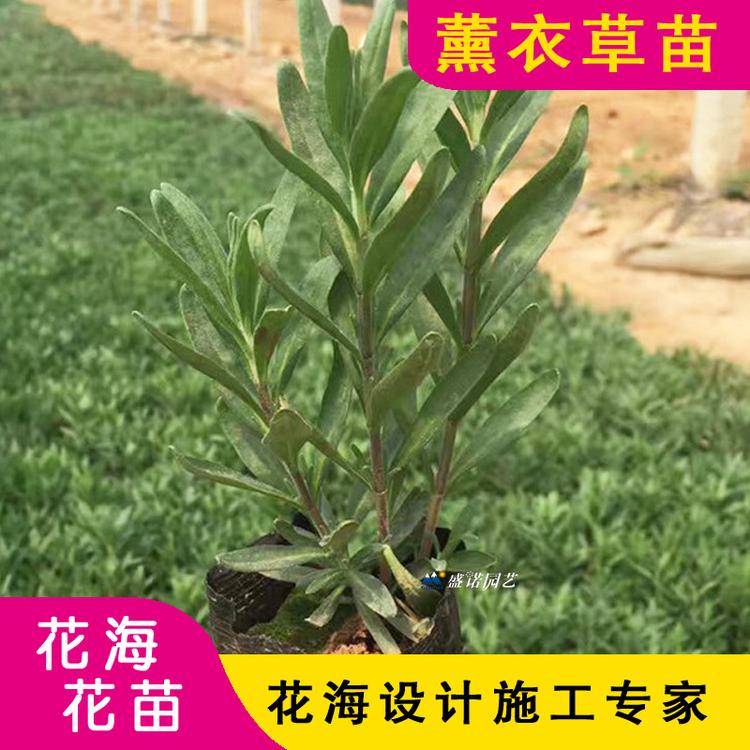 进口薰衣草批发 薰衣草小苗 薰衣草种苗 薰衣草种子 薰衣草价格 薰衣草基地 薰衣草花苗