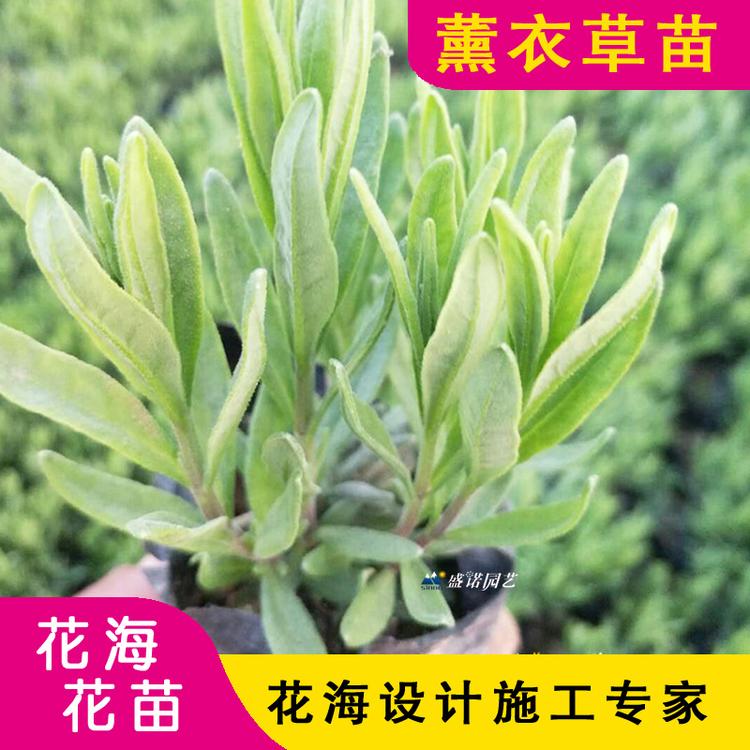 普罗旺斯薰衣草苗 薰衣草育苗 薰衣草工程苗批发 薰衣草小苗 薰衣草种苗 薰衣草种子 薰衣草价格 薰衣草基地 薰衣草花苗