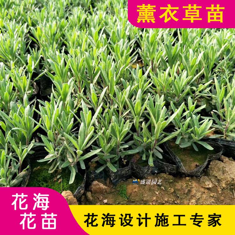 薰衣草花海苗 薰衣草工程苗批发  薰衣草育苗 薰衣草小苗 薰衣草种苗 薰衣草价格 薰衣草基地 薰衣草种子 薰衣草花苗