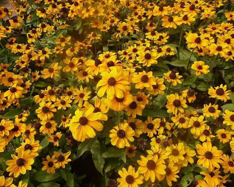 批发宿根花卉盆栽黑心菊 黑心菊种子 金光菊批发