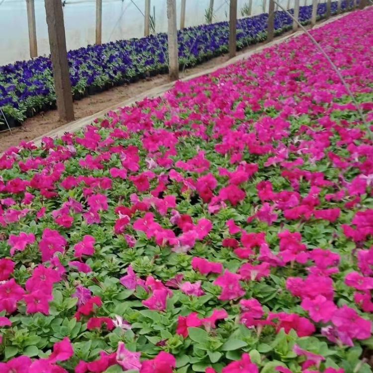 草花矮牵牛   矮牵牛小苗