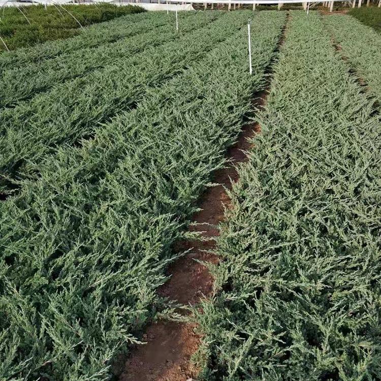 铺地柏批发 爬地柏价格 矮桧 偃柏 铺地松基地 铺地龙供应商