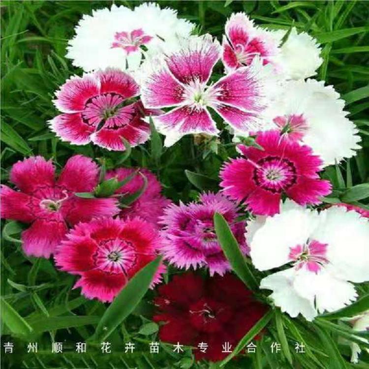 五彩石竹 五彩石竹种子 新品五彩石竹种子批发 顺和花卉
