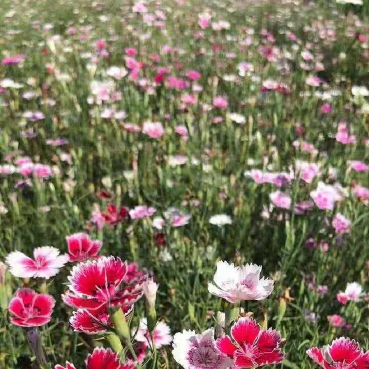 五彩石竹批发 石竹价格 顺和花卉