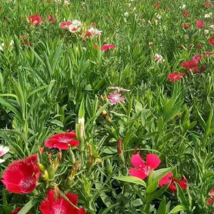质量好的五彩石竹苗子 山东顺和花卉 质量好的五彩石竹上车价