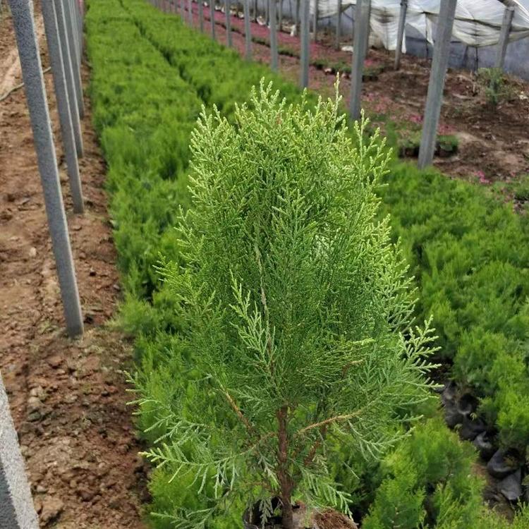 庭院植物苗圃批发绿化工程苗木洒金柏小苗 彩色灌木--洒金柏