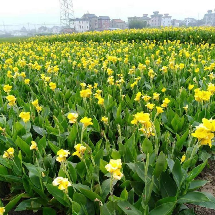 批发红花美人蕉 美人蕉批发 上海水生植物 水生花卉 园林绿化植物