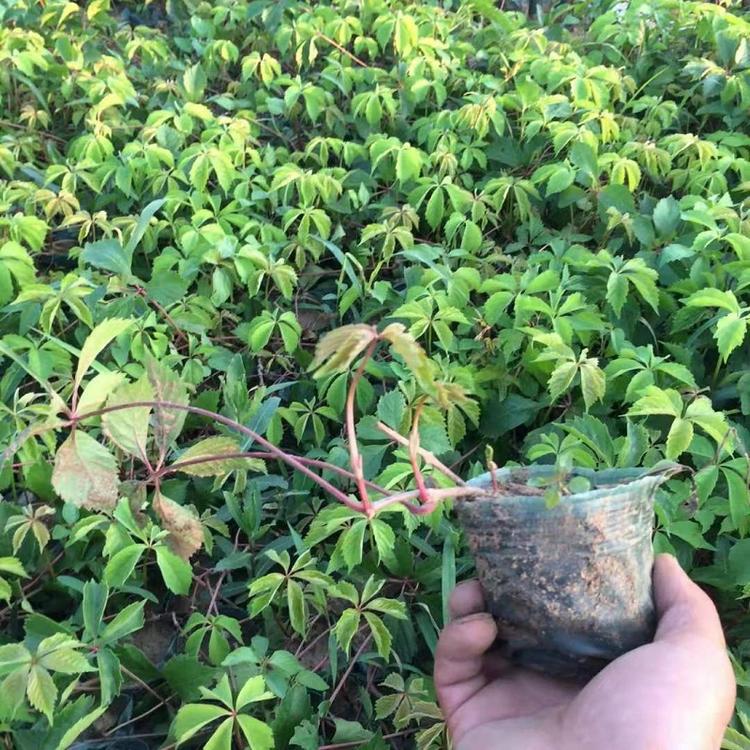 爬山虎 五叶地锦 爬墙高手 遮阳降温 藤本植物