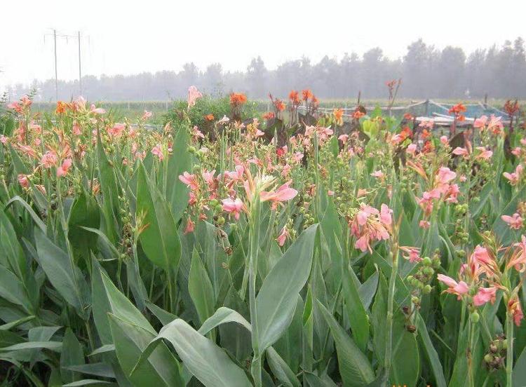 山东花叶美人蕉种植基地 批发水生植物美人蕉 水生美人蕉