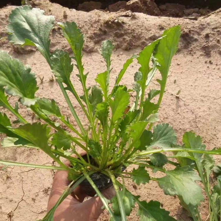 大滨菊直销地   大滨菊价格