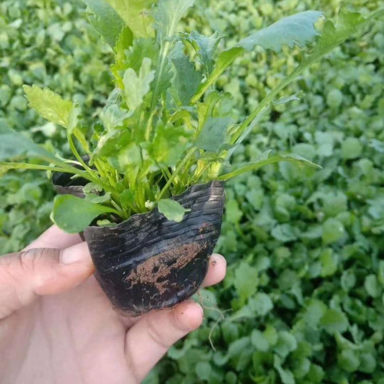 大滨菊大量种植基地   大滨菊小苗