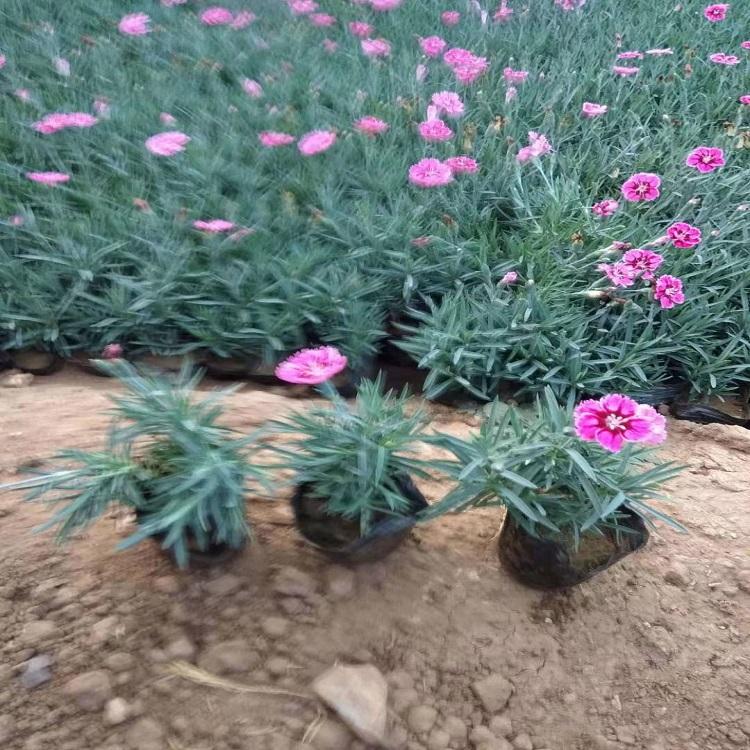 彩虹石竹基地  种植彩虹石竹