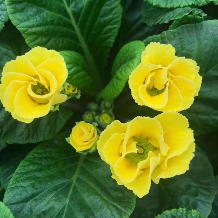 报春花 报春花报价