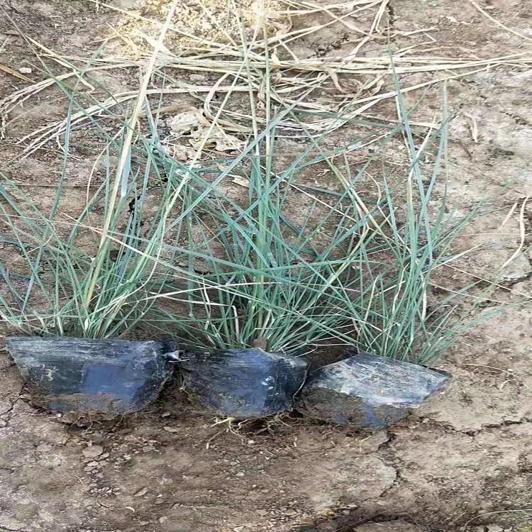 供应粉黛乱子草  种植粉黛乱子草