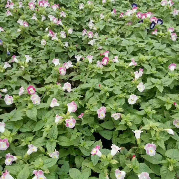 夏瑾批发价格 夏谨种植基地 久顺 时令草花批发商