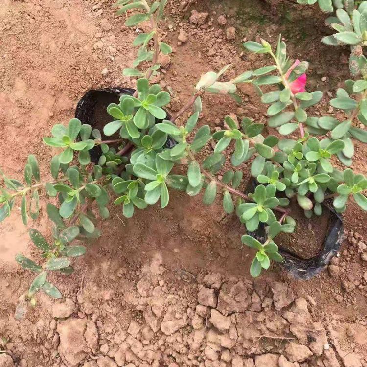 出售太阳花 青州花卉基地直销