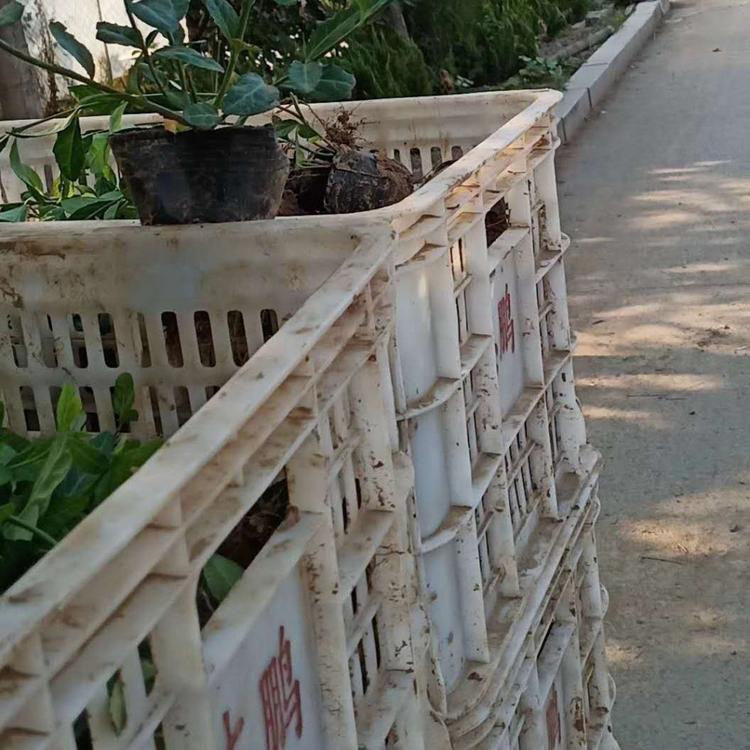 山东小叶扶芳藤现货出售  山东咨询
