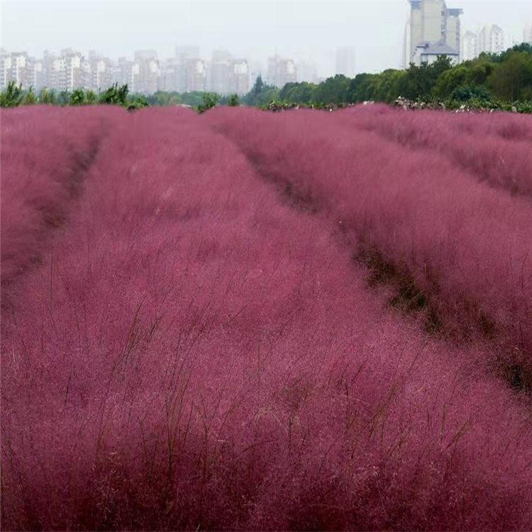 青州粉黛乱子草批发基地   优质乱子草