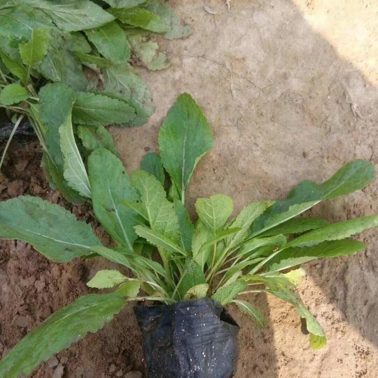 地被鼠尾草供应商   兰花鼠尾草