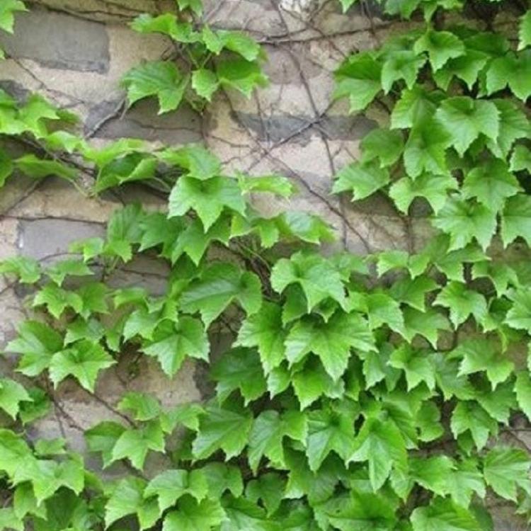 爬藤植物_爬山虎苗_五叶地锦_藤条_墙体绿化_三叶爬墙虎