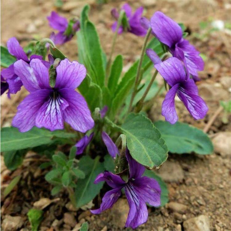 野堇菜批发 紫花地丁批发 宿根紫花地丁繁育基地