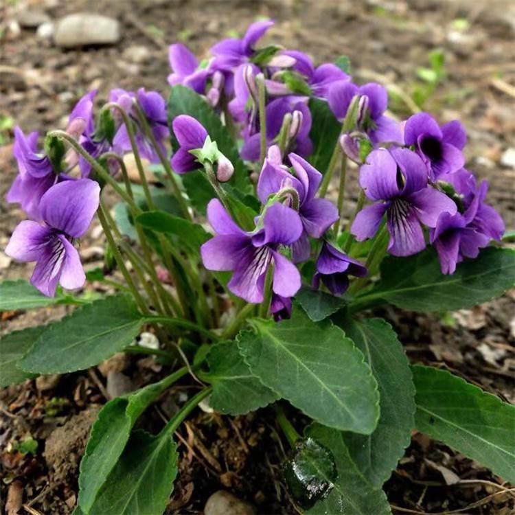紫花地丁价格优惠 花坛造型野堇菜 光瓣堇菜种植基地 光萼堇菜
