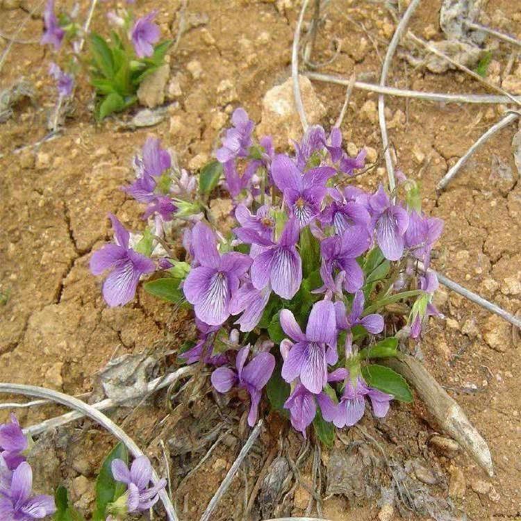 紫花地丁种子批发 野堇菜价格 顺和花卉 紫花地丁