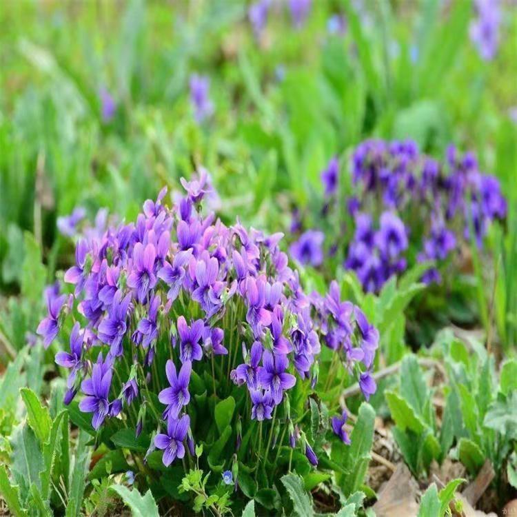 野堇菜种植销售 紫花地丁供应 紫花地丁批发商