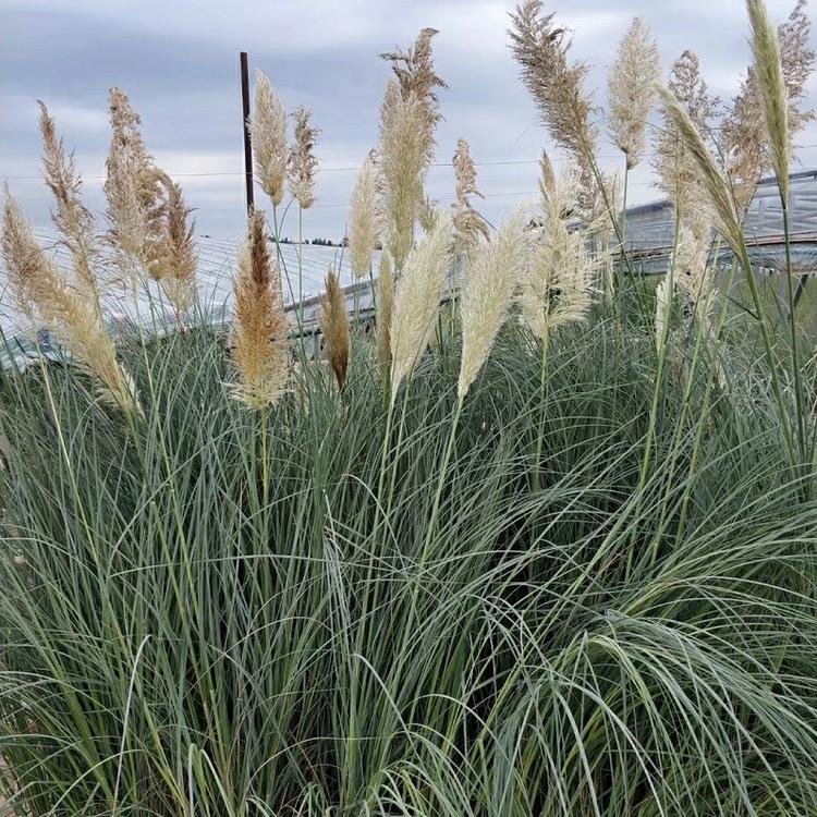 矮蒲苇 花境观赏草