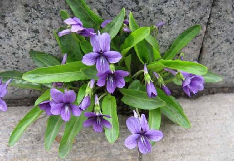 紫花地丁价格 厂家基地批发紫花地丁