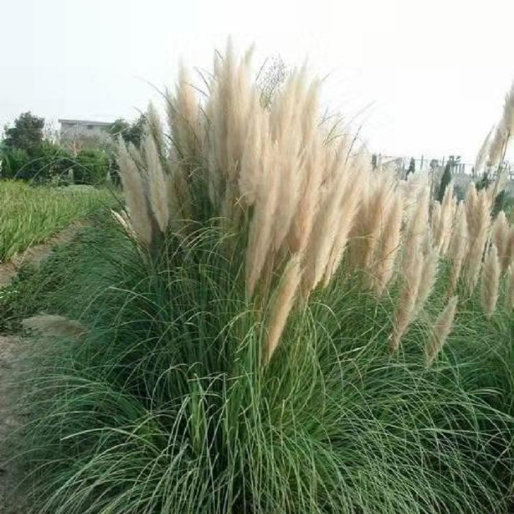 矮蒲苇