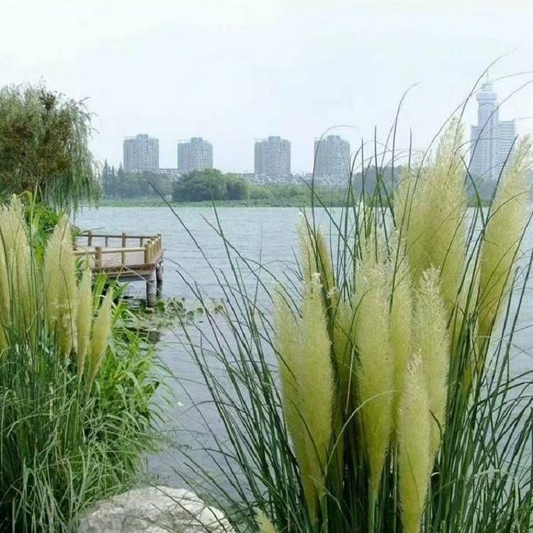 水生植物矮蒲苇 矮蒲苇 常绿水生蒲苇 水生景观绿化植物蒲苇